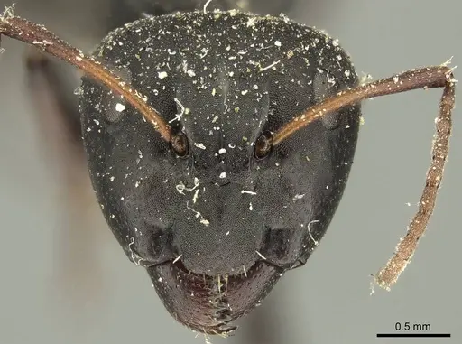 Camponotus niveosetosus specimen CASENT0915602 image casent0915602_2