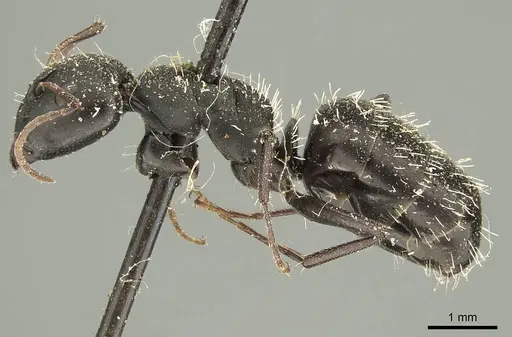 Camponotus niveosetosus specimen CASENT0915602 image casent0915602_3
