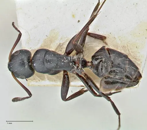 Camponotus niveosetosus specimen FOCOL2949 image focol2949_1