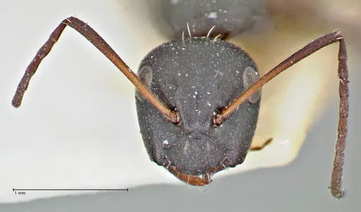 Camponotus niveosetosus specimen FOCOL2949 image focol2949_2