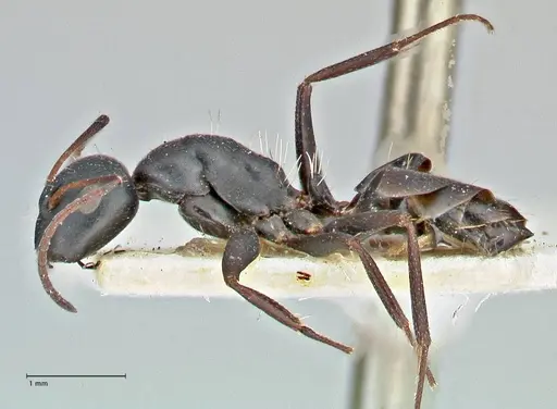 Camponotus niveosetosus specimen FOCOL2949 image focol2949_3
