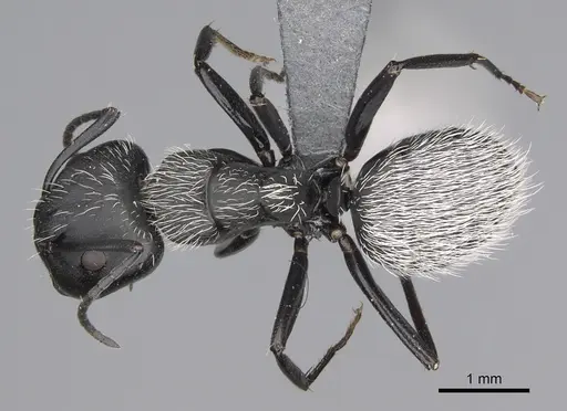 Camponotus norvigi specimen CASENT0724356 image casent0724356_1