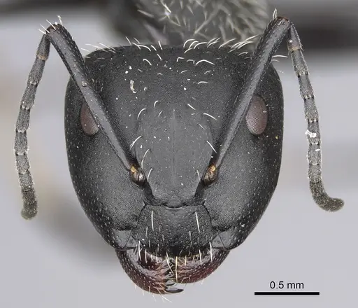 Camponotus norvigi specimen CASENT0724356 image casent0724356_3