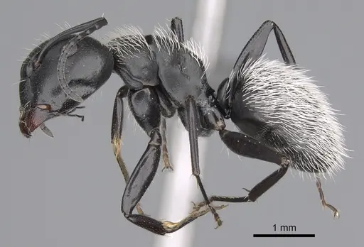 Camponotus norvigi specimen CASENT0724356 image casent0724356_4