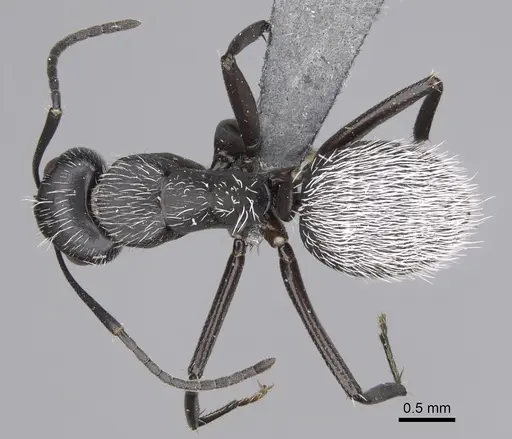 Camponotus norvigi specimen CASENT0923254 image casent0923254_1