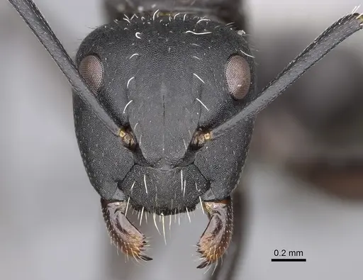 Camponotus norvigi specimen CASENT0923254 image casent0923254_2