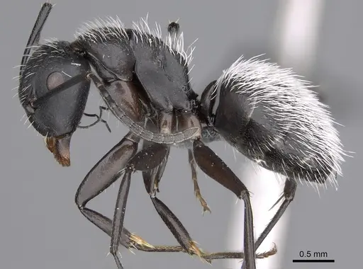 Camponotus norvigi specimen CASENT0923254 image casent0923254_3