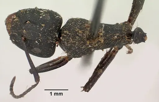 Camponotus nossibeensis specimen CASENT0101373 image casent0101373_1