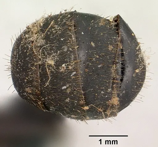 Camponotus nossibeensis specimen CASENT0101373 image casent0101373_2
