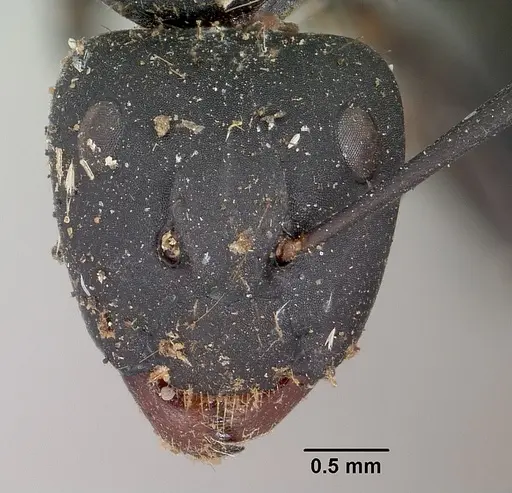 Camponotus nossibeensis specimen CASENT0101373 image casent0101373_3