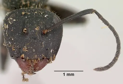 Camponotus nossibeensis specimen CASENT0101373 image casent0101373_4