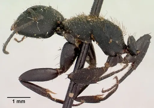 Camponotus nossibeensis specimen CASENT0101373 image casent0101373_5
