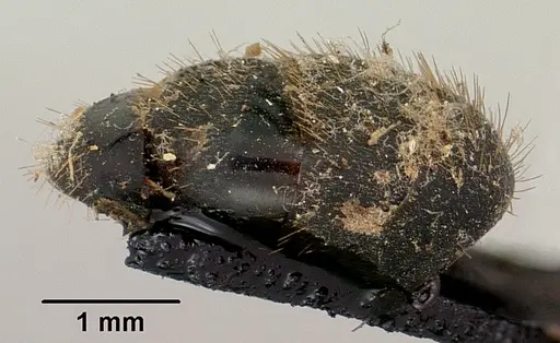 Camponotus nossibeensis specimen CASENT0101373 image casent0101373_6