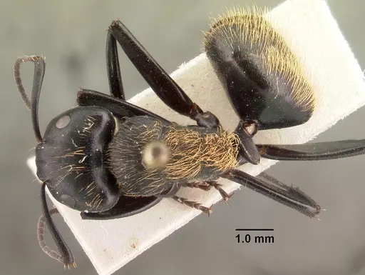 Camponotus nossibeensis specimen CASENT0101425 image casent0101425_1