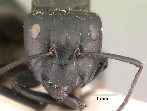 Camponotus nossibeensis specimen CASENT0101425 image casent0101425_2
