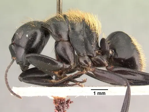 Camponotus nossibeensis specimen CASENT0101425 image casent0101425_3