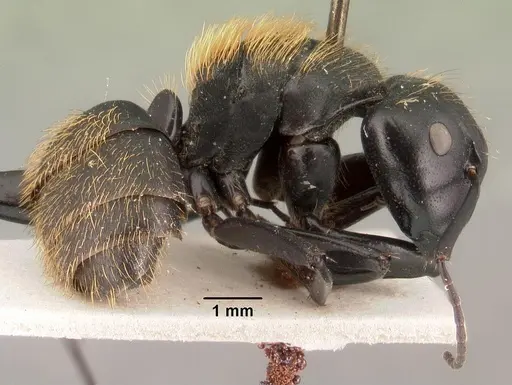 Camponotus nossibeensis specimen CASENT0101425 image casent0101425_4