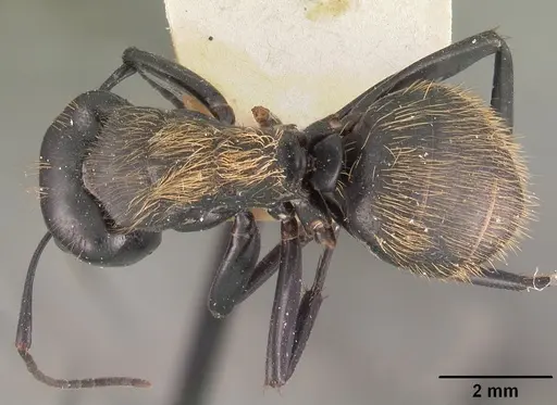 Camponotus nossibeensis specimen CASENT0102441 image casent0102441_1