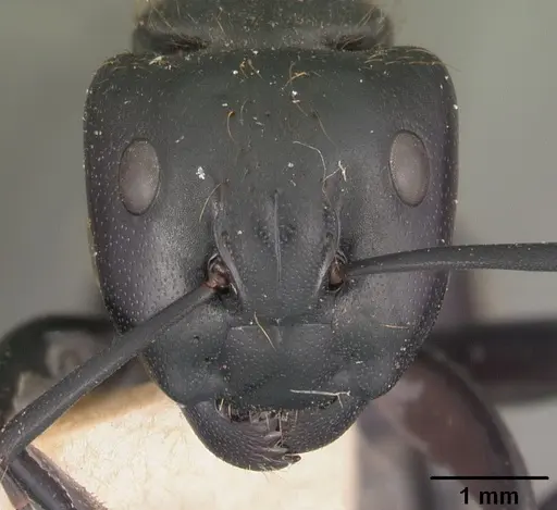 Camponotus nossibeensis specimen CASENT0102441 image casent0102441_2
