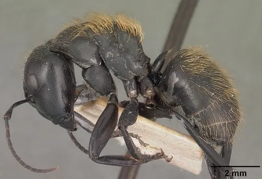 Camponotus nossibeensis specimen CASENT0102441 image casent0102441_3