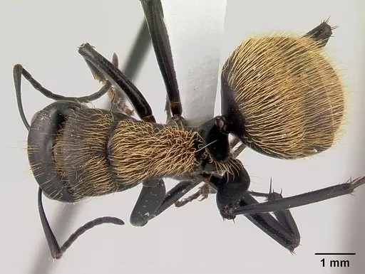 Camponotus nossibeensis specimen CASENT0191657 image casent0191657_1
