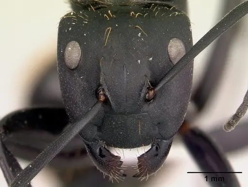Camponotus nossibeensis specimen CASENT0191657 image casent0191657_2