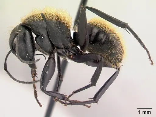 Camponotus nossibeensis specimen CASENT0191657 image casent0191657_3
