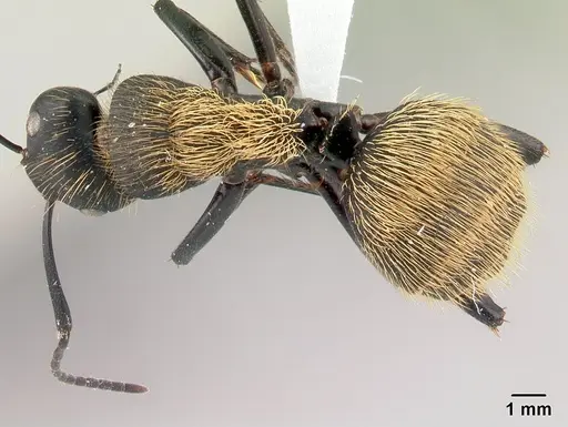 Camponotus nossibeensis specimen CASENT0191658 image casent0191658_1