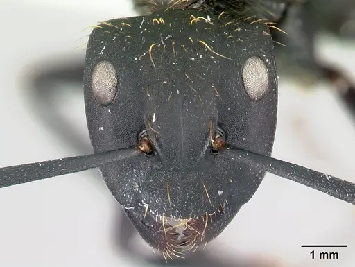 Camponotus nossibeensis specimen CASENT0191658 image casent0191658_2