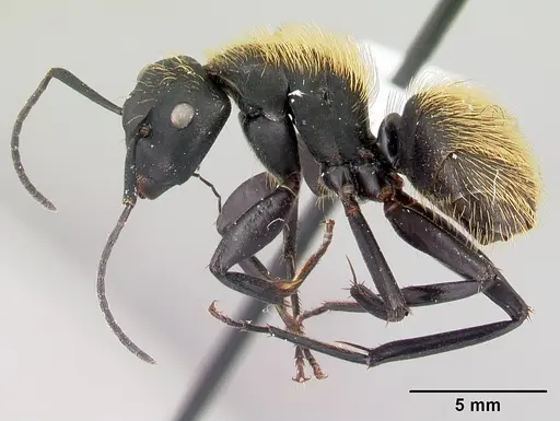 Camponotus nossibeensis specimen CASENT0191658 image casent0191658_3