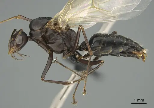 Camponotus nossibeensis specimen CASENT0476564 image casent0476564_1