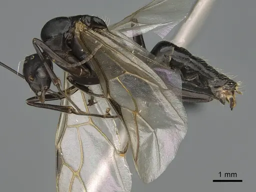 Camponotus nossibeensis specimen CASENT0476661 image casent0476661_1