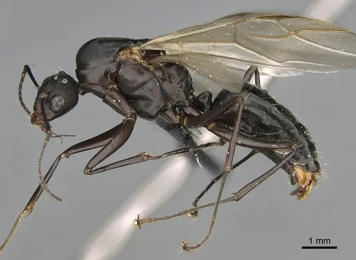 Camponotus nossibeensis specimen CASENT0476768 image casent0476768_1