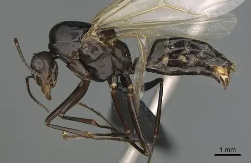 Camponotus nossibeensis specimen CASENT0476825 image casent0476825_1