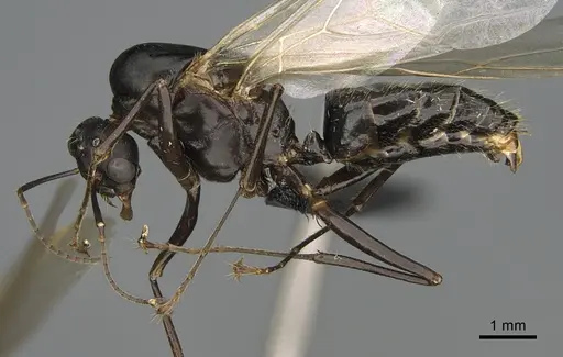 Camponotus nossibeensis specimen CASENT0476827 image casent0476827_1