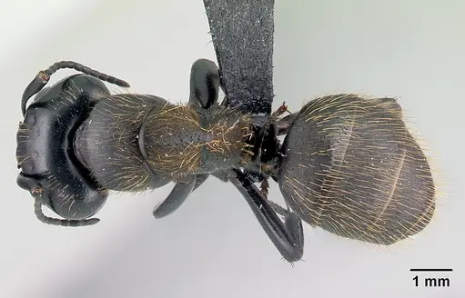 Camponotus nossibeensis specimen CASENT0493593 image casent0493593_1