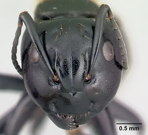 Camponotus nossibeensis specimen CASENT0493593 image casent0493593_2