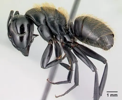 Camponotus nossibeensis specimen CASENT0493593 image casent0493593_3