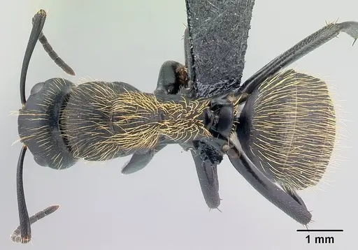 Camponotus nossibeensis specimen CASENT0493595 image casent0493595_1