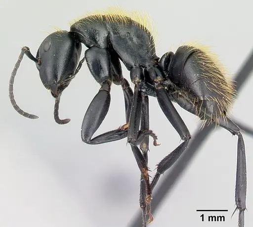 Camponotus nossibeensis specimen CASENT0493595 image casent0493595_3