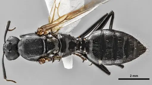 Camponotus novaeboracensis specimen ANTWEB1038010 image antweb1038010_1
