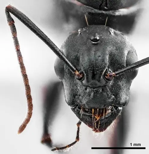 Camponotus novaeboracensis specimen ANTWEB1038010 image antweb1038010_2