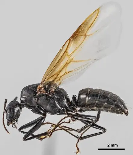 Camponotus novaeboracensis specimen ANTWEB1038010 image antweb1038010_3