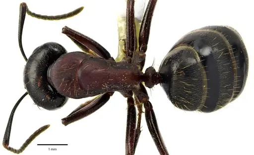 Camponotus novaeboracensis specimen ANTWEB1041671 image antweb1041671_1