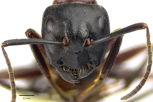 Camponotus novaeboracensis specimen ANTWEB1041671 image antweb1041671_2