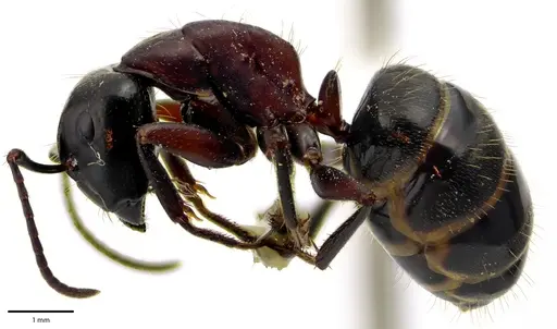 Camponotus novaeboracensis specimen ANTWEB1041671 image antweb1041671_3