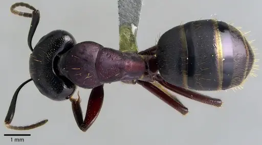 Camponotus novaeboracensis specimen ANTWEB1041736 image antweb1041736_1