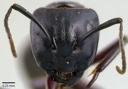 Camponotus novaeboracensis specimen ANTWEB1041736 image antweb1041736_2