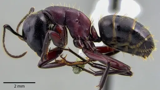 Camponotus novaeboracensis specimen ANTWEB1041736 image antweb1041736_3