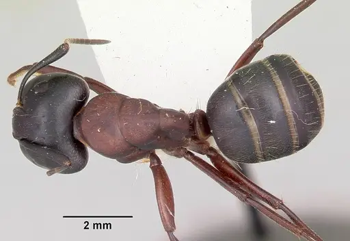Camponotus novaeboracensis specimen CASENT0103348 image casent0103348_1